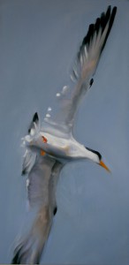 painting_pacifica_tern